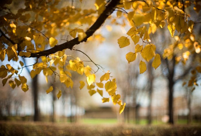 Картинка ветка, желтые листья, осень, размытый фон