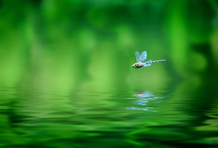 Картинка стрекоза летит над водой на фоне зеленой природы