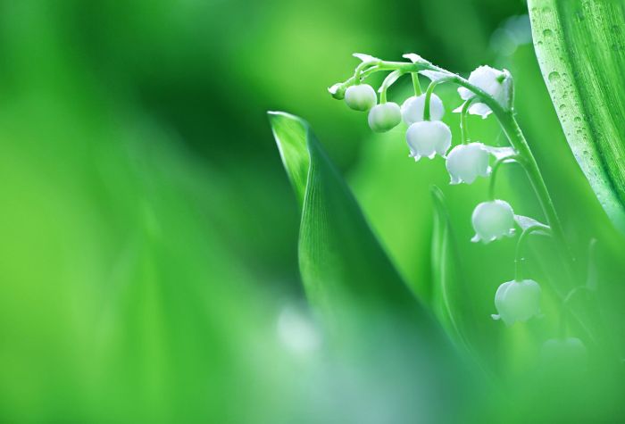 Картинка весенние ландыши, цветы на фоне зелени