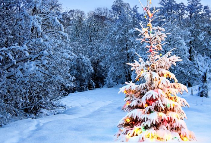 Картинка украшенная гирляндами новогодняя елка в зимнем лесу