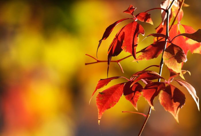 Картинка желто-красные листья на ветке осенью