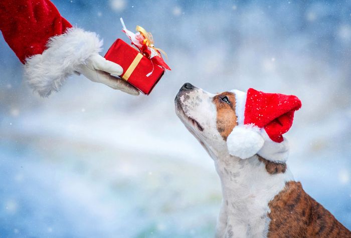 Картинка Дед Мороз дарит подарок собаке в новогодней шапке