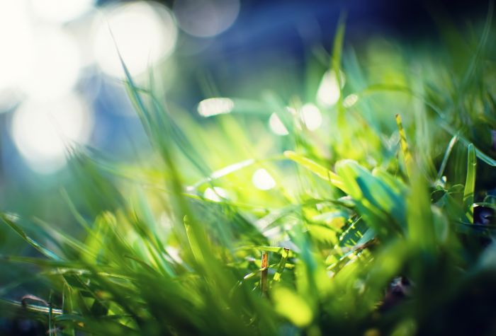 Картинка зеленая трава, лучи солнца, макро фото
