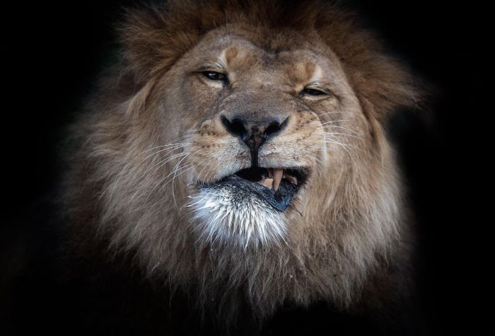 Картинка морда льва, оскал, гримаса, хищник, дикое животное