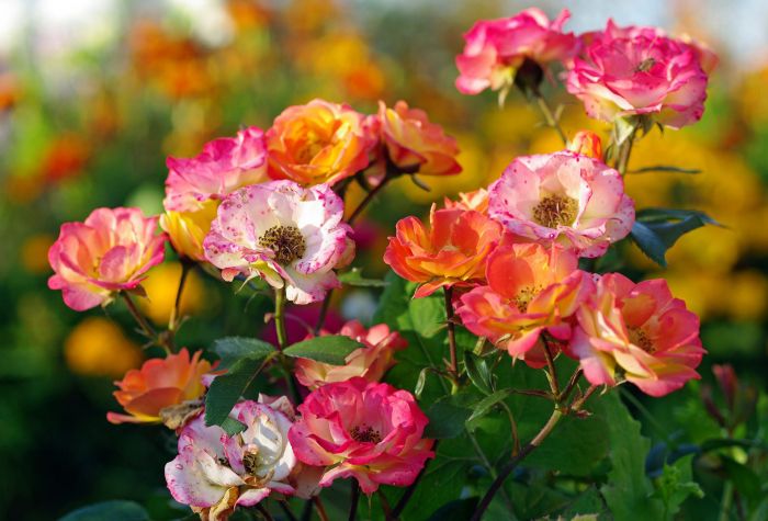 Картинка цветы красивой кустарной розы в начале осени