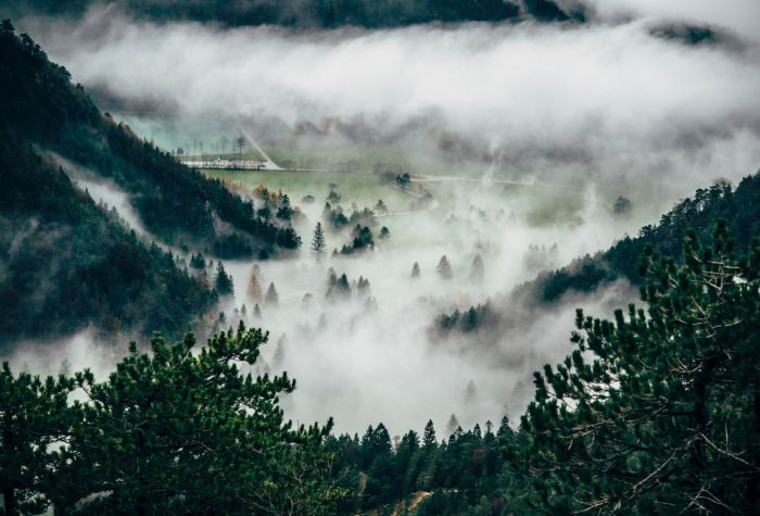 Картинка лес в густом тумане