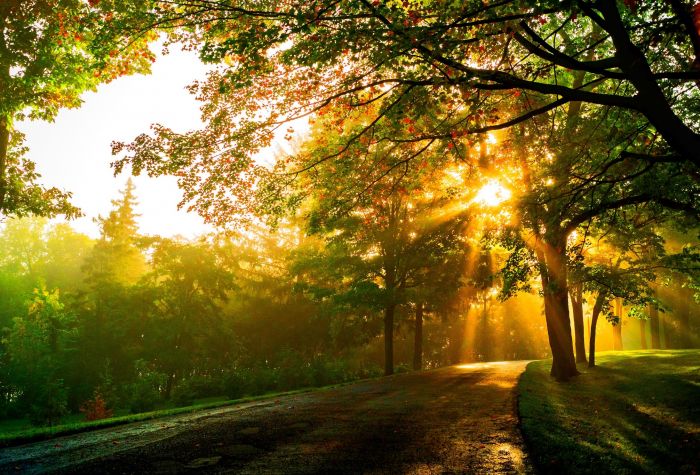 Картинка дорога через лес, яркие лучи солнца сквозь зеленые деревья