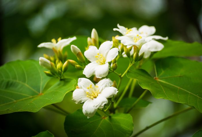 Картинка весенние цветы Верниция Форда, Китайское тунговое дерево