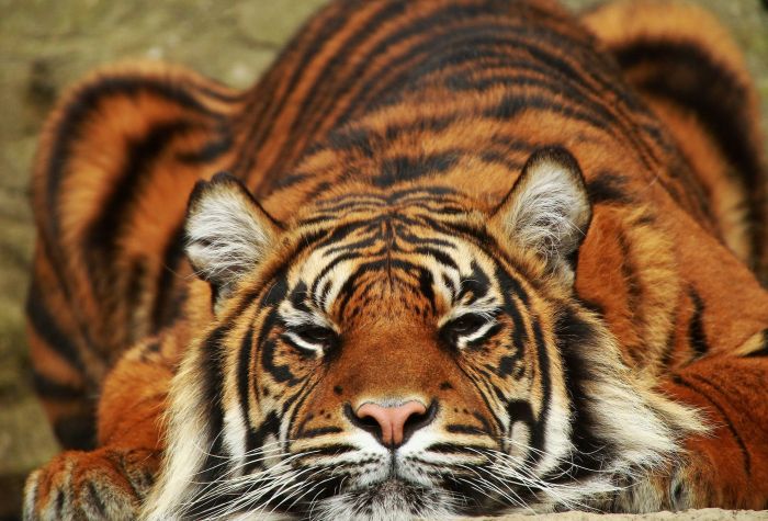 Картинка красивый тигр лежит мордой вперед