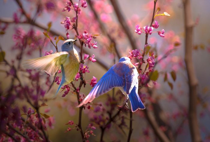 Картинка веселой парочки птиц весной