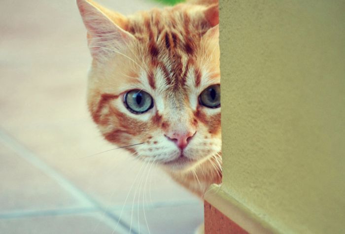 Картинка хитрый рыжий кот