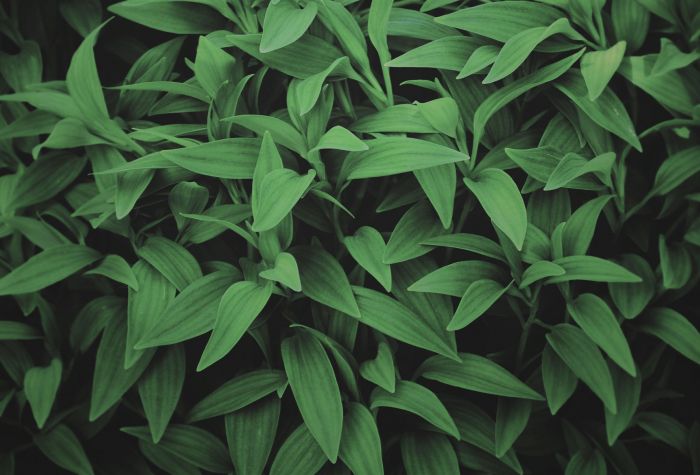 Картинка насыщенные  зеленые листья