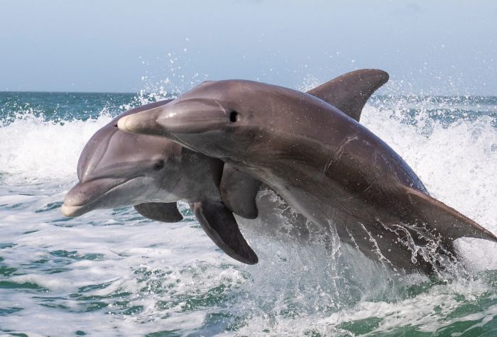 Картинка дельфины над водой