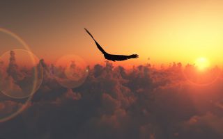 орел парит над облаками на закате солнца