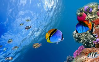 красивые рыбки плавают возле кораллов