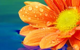 фото яркий оранжевый цветок в капельках воды