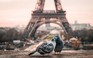 влюбленные голуби на фоне Эйфелевой башни в Париже
