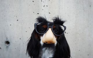 собака в маске очки с носом, прикол