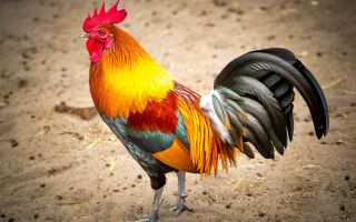 огненный петух, яркие перья, птица символ 2017