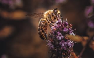 пчела опыляет цветы лаванды, макро фото