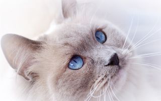 белый кот с голубыми глазами