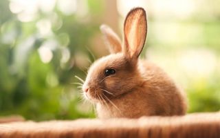 красивый маленький кролик, заяц, фото с эффектом боке