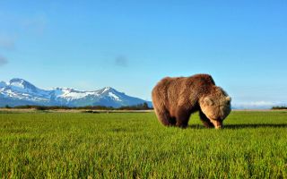 медведь на зеленой поляне на фоне гор и чистого неба
