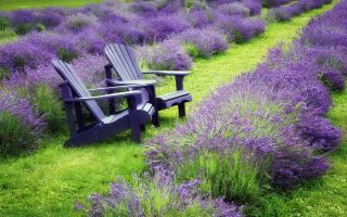 красивый лавандовый сад с креслами для отдыха