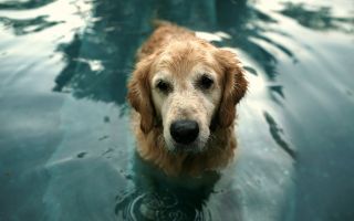 мокрая собака сидит в воде