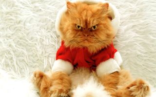 смешной, злой кот в новогоднем костюме