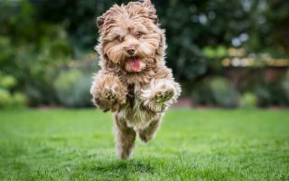 веселая, радостная собака бегает по траве
