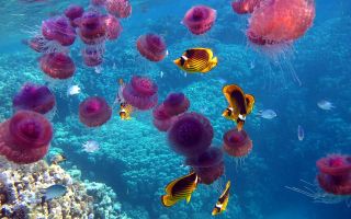 медузы и рыбы плавают рядом с кораллами