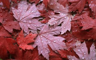 осенние, опавшие, мокрые кленовые листья