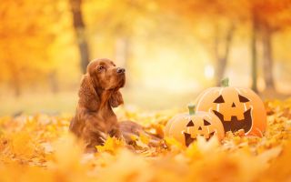 собака, тыквы хэллоуин, желтые осенние листья