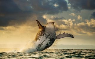 кит выпрыгивает из воды