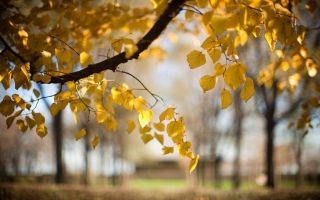 ветка, желтые листья, осень, размытый фон