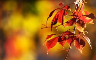 желто-красные листья на ветке осенью
