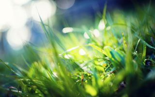 зеленая трава, лучи солнца, макро фото