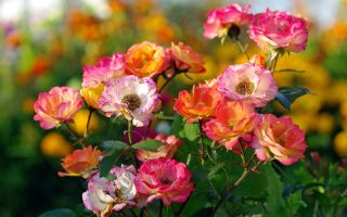 цветы красивой кустарной розы в начале осени