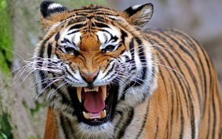 злобный оскал тигра, хищник, животное