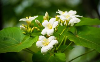 весенние цветы Верниция Форда, Китайское тунговое дерево