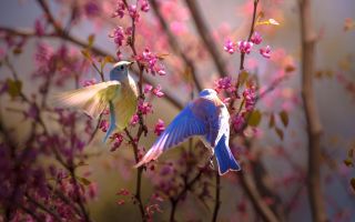 веселой парочки птиц весной
