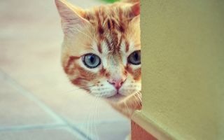 хитрый рыжий кот