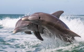 дельфины над водой